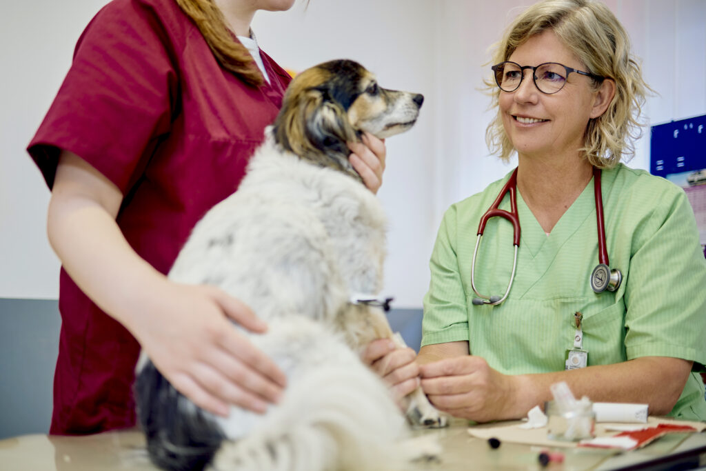 14 Behandlung Hund Tierarztpraxis Kerpen