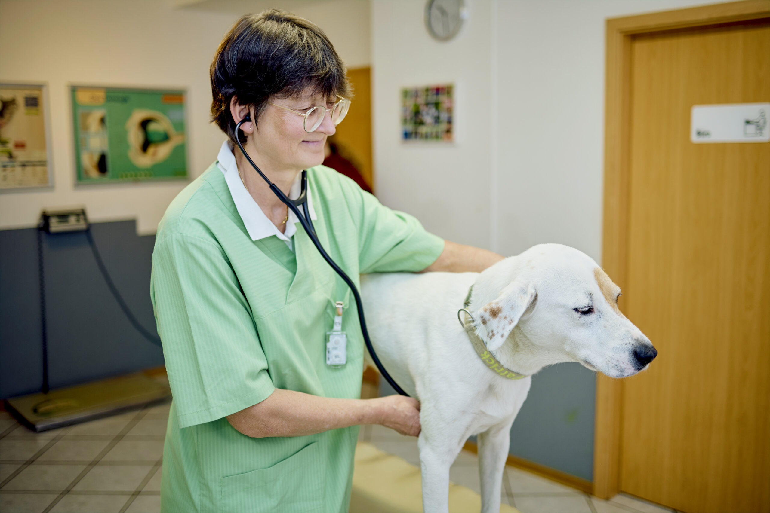 Tierärztin hört mit einem Stethoskop den Brustkorb eines weißen Hundes ab.