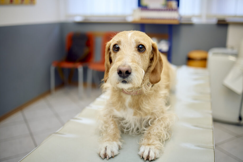 34 Patient Hund Tierarztpraxis Kerpen