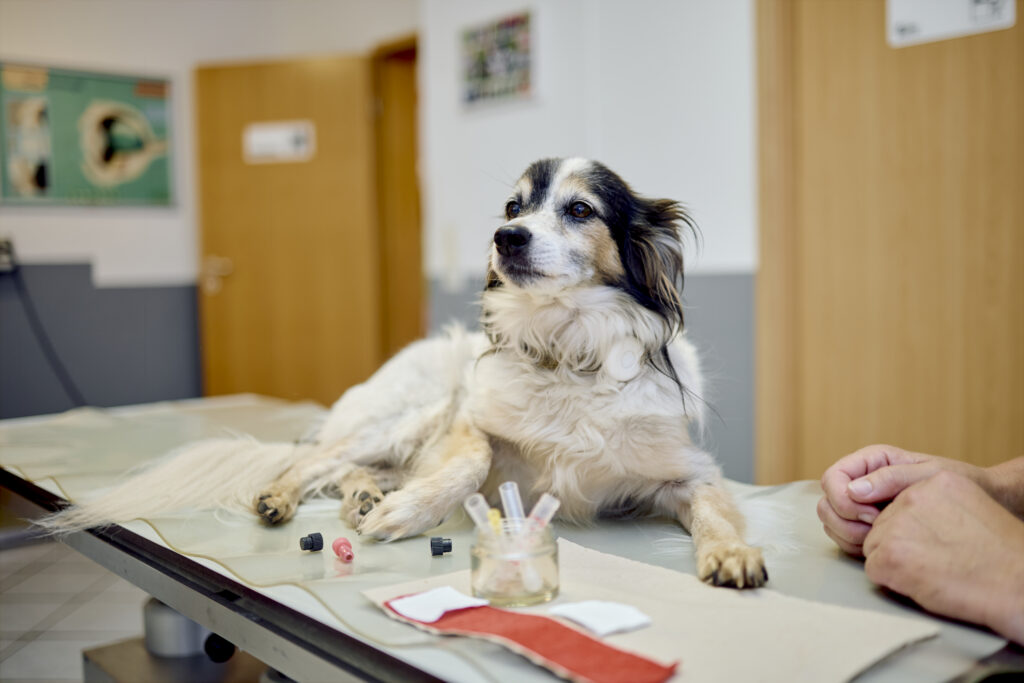 44 Blutentnahme Hund Tierarztpraxis Kerpen