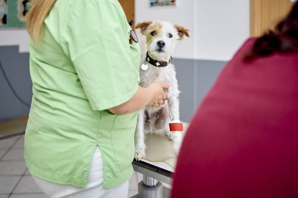 48 Patient Verband Tierarztpraxis Kerpen